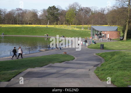 Narzissen in voller Blüte im Sefton Park, Liverpool Stockfoto