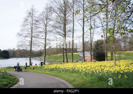 Narzissen in voller Blüte im Sefton Park, Liverpool Stockfoto