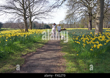 Narzissen in voller Blüte im Sefton Park, Liverpool Stockfoto