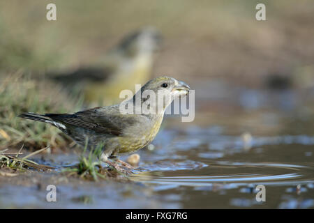 Papagei Kreuzschnäbel (Loxia Pytyopsittacus), zwei Frauen, an einer natürlichen Pfütze, fotografiert von einem niedrigen Standpunkt trinken. Stockfoto