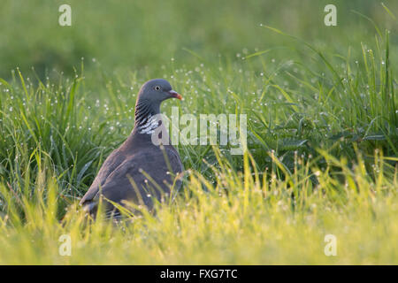 Ringeltaube / Ringeltaube (Columba Palumbus), Altvogel sitzen im hohen Grass eine nasse Wiese, viele glitzernde Tautropfen Tropfen. Stockfoto