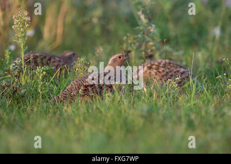 Eine Herde von grau Rebhühner / Rebhuehner (Perdix Perdix) auf der Suche nach Nahrung in einer natürlichen Wiese, am letzten Abend Licht. Stockfoto