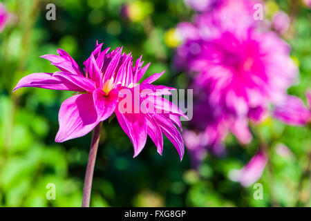 Dahlie (Dahlia SP.) Blume namens Rosa Babylon, Heidenau, Sachsen, Deutschland Stockfoto