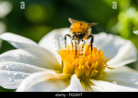 Eine gemeinsame Karde Biene (Bombus Pascuorum) sammelt Nektar aus einer Blüte Dahlie (Asteraceae), Sachsen, Deutschland Stockfoto