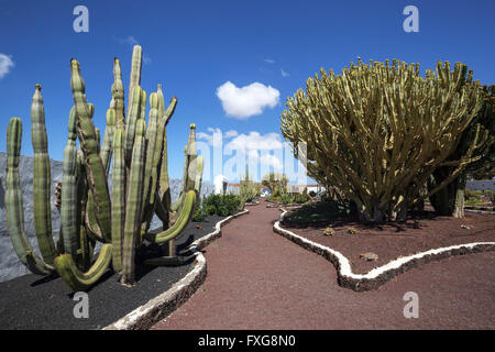 Kakteen (Cactaceae) und Kandelaber Bäumen (Euphorbia Kandelaber), Kakteengarten des Museo del Queso, Antigua, Fuerteventura Stockfoto