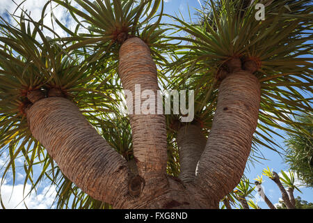 Drachenbaum (Dracaena Draco) in den Kaktusgarten von Museo del Queso, Antigua, Fuerteventura, Kanarische Inseln, Spanien Stockfoto