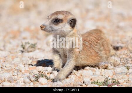 Erdmännchen (Suricata Suricatta), junger Mann, liegend auf Kies, wachsam, Kgalagadi Transfrontier Park, Northern Cape Stockfoto