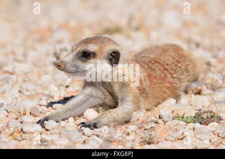 Erdmännchen (Suricata Suricatta), junger Mann, liegend auf Kies, Kgalagadi Transfrontier Park, Northern Cape, Südafrika Stockfoto