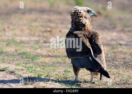 Bateleur Adler (Terathopius Ecaudatus), juvenile, auf Anhöhe, Krüger Nationalpark, Südafrika Stockfoto