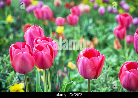 Schöne rosa Tulpen im Garten. Frühling natürliche Szene. Lebendigen Farben. Stockfoto