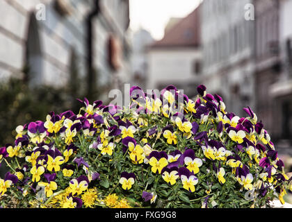 Lila und gelb Viola Blumen Topfpflanzen. Saisonale Straße Dekoration. Natur in der Stadt. Stockfoto