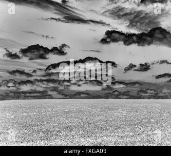 Schwarz / weiß Foto grasbewachsenen Hang unter Himmel mit flauschigen Wolken Stockfoto