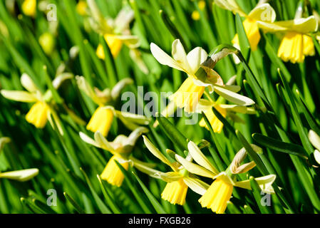 Narcissus Cyclamineus oder Alpenveilchen blühenden Narzissen. Hier die Sorte Jack Snipe. Stockfoto