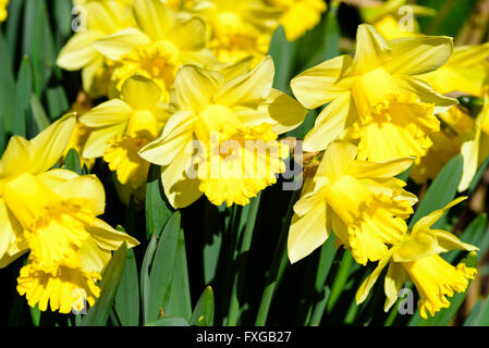 Narcissus Pseudonarcissus, allgemein bekannt als wilde Narzisse oder Fastenzeit Lilie. Hier die Sorte Becher. Stockfoto