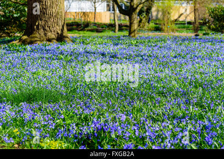 Großen Bereich der blau-weißen Scilla in voller Blüte. Stockfoto