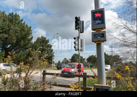 Pelican Crossing zeigen Pferd und Reiter signal Stockfoto