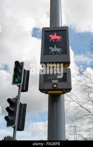 Pelican Crossing zeigen Pferd und Reiter signal Stockfoto