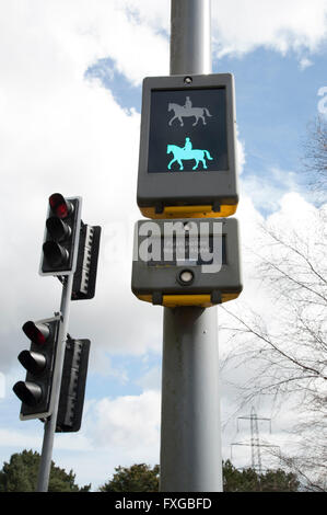 Pelican Crossing zeigen Pferd und Reiter signal Stockfoto