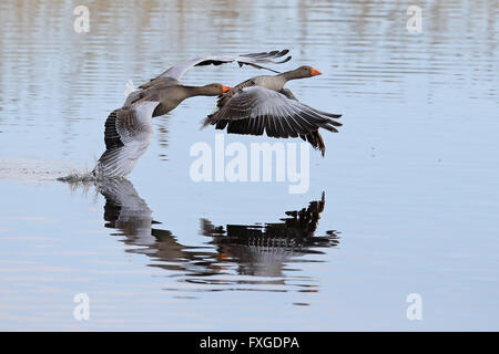 Graugans (Anser anser) Stockfoto