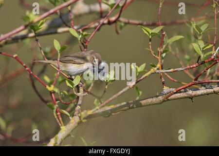 Gemeinsamen Zilpzalp (Phylloscopus Collybita) Stockfoto