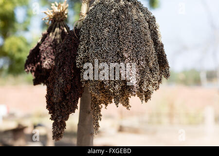 Sorghum hing zum Trocknen in Dorf, Burkina faso Stockfoto