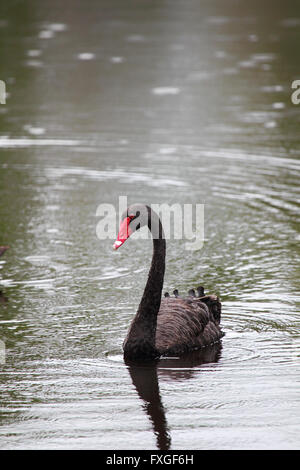 Schwarzer Schwan (Cygnus olor) schwimmen in einem Teich in Hervey Bay, Queensland, Australien. Stockfoto