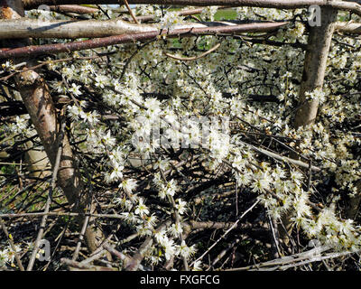 Neue Blackthorn Blüten in einer vor kurzem legte Hecke. Stockfoto