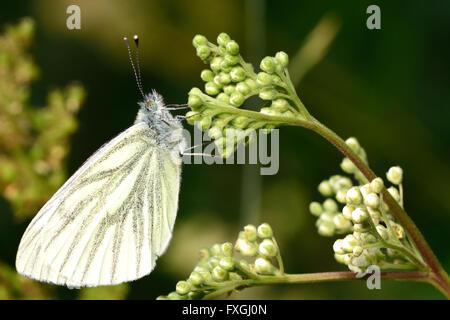 Grün-veined weiß Schmetterling (Pieris Napi) ruht auf Blume. Insekten in der Familie Pieridae (die weißen) in Ruhe zeigen, Venen Stockfoto