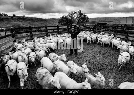 Ein Schafzüchter Herden Schafe auf einem LKW, Schäferei, City, Neuseeland Stockfoto