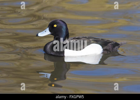 Europäischen Tuffted Ente "Aythya Fuligula" Stockfoto