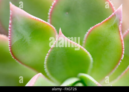 Echeveria Agavoides "Red Edge", Kanarische Inseln, Gran Canaria, Mittelgebirge, Stockfoto