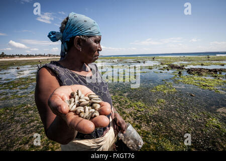 Mosambik, ist eine Frau Muscheln am Strand in dem Seegras im Meer Angeln. Stockfoto