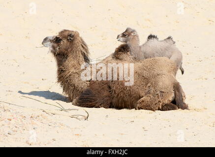 Zentrale asiatische baktrischen Kamel (Camelus Bactrianus), Mutter mit ihrem jungen Kalb Stockfoto