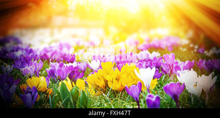 Bunte Krokusse in der Sonne Stockfoto