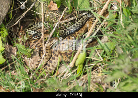 Kreuzotter Vipera Berus, männliche & weiblich, zusammengerollt zusammen in Balz, Hellenge Hill, Weston-Super-Mare, Somerset im April. Stockfoto