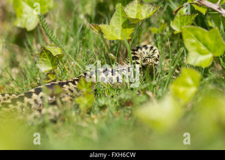 Gemeinsamen Kreuzotter Vipera Berus, Erwachsene männliche, betrachtete Kopf auf durch Rasen, Hellenge Hill, Weston-Super-Mare, Somerset im April. Stockfoto