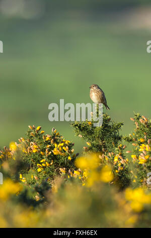 Gemeinsamen Hänfling Zuchtjahr Cannabina, Weiblich, gehockt Stechginster, Hellenge Hügel, Somerset, im April. Stockfoto