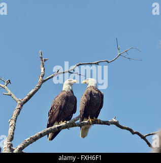 Zwei Adler thront gegen blauen Himmel Stockfoto