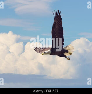 Adler im Flug gegen den Himmel Stockfoto