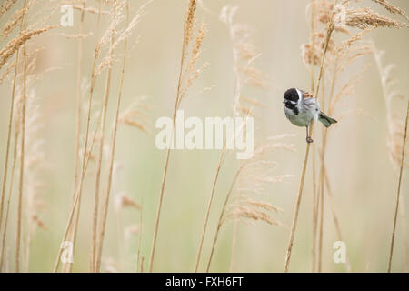 Gemeinsamen Reed bunting Emberiza Schoeniclus, Männlich, thront in Schilf, Lakenheath Fen, Suffolk, Großbritannien im Juni. Stockfoto