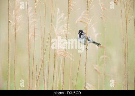 Gemeinsamen Reed bunting Emberiza Schoeniclus, Männlich, thront in Schilf, Lakenheath Fen, Suffolk, Großbritannien im Juni. Stockfoto