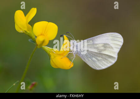 Kryptische Holz weiße Leptidea Juvernica, Erwachsene, Schlafplatz auf gemeinsamen Vogel's – Foot Trefoil, Raven Point, Irland im Mai. Stockfoto