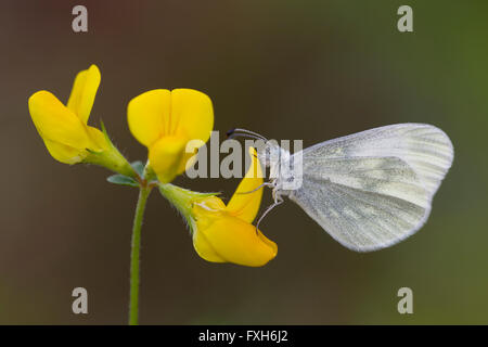 Kryptische Holz weiße Leptidea Juvernica, Erwachsene, Schlafplatz auf gemeinsamen Vogel's – Foot Trefoil, Raven Point, Irland im Mai. Stockfoto