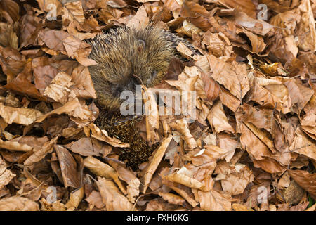 Europäische Igel Erinaceus Europaeus, Männchen, zusammengerollt schläft in Buche Blätter, Knowle, West Midlands, UK im April. Stockfoto