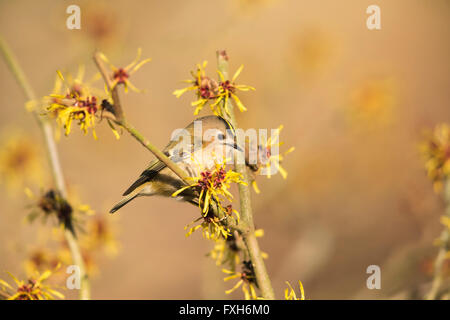 Goldcrest Regulus Regulus, thront in Hamamelis-Baum, Sandy, Bedfordshire, Großbritannien im Februar. Stockfoto