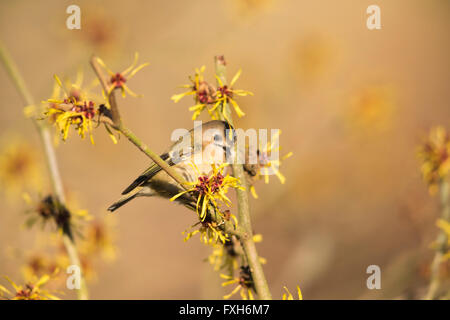 Goldcrest Regulus Regulus, thront in Hamamelis-Baum, Sandy, Bedfordshire, Großbritannien im Februar. Stockfoto