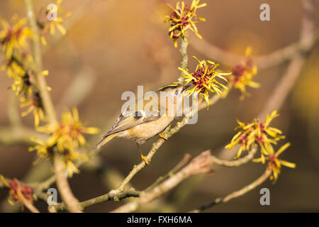 Goldcrest Regulus Regulus, thront in Hamamelis-Baum, Sandy, Bedfordshire, Großbritannien im Februar. Stockfoto