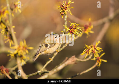 Goldcrest Regulus Regulus, thront in Hamamelis-Baum, Sandy, Bedfordshire, Großbritannien im Februar. Stockfoto