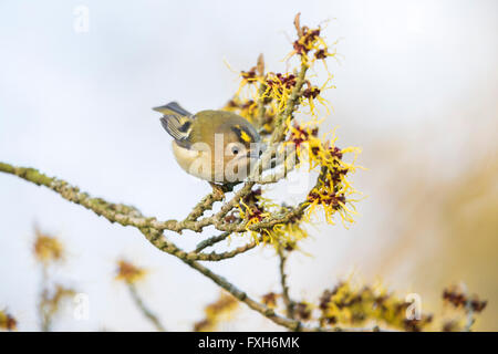 Goldcrest Regulus Regulus, thront in Hamamelis-Baum, Sandy, Bedfordshire, Großbritannien im Februar. Stockfoto