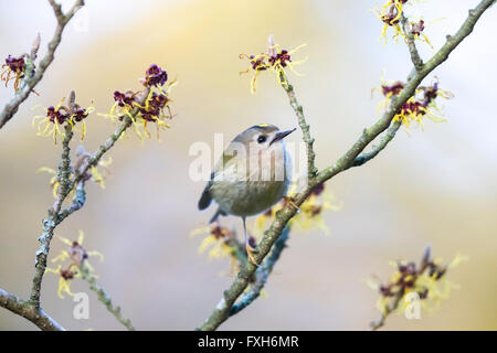 Goldcrest Regulus Regulus, thront in Hamamelis-Baum, Sandy, Bedfordshire, Großbritannien im Februar. Stockfoto